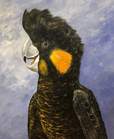 Yellow tail black cockatoo.jpg