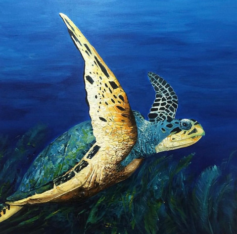 Hawksbill turtle #.jpg